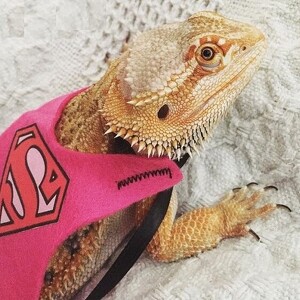 Team Page: Team Bearded Dragon